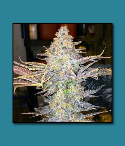 An image of Purple Champagne