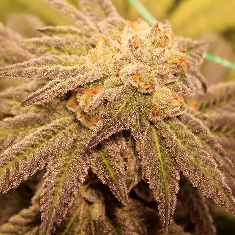 An image of Purple Vapor