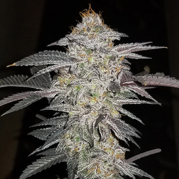 An image of Tangie Wine