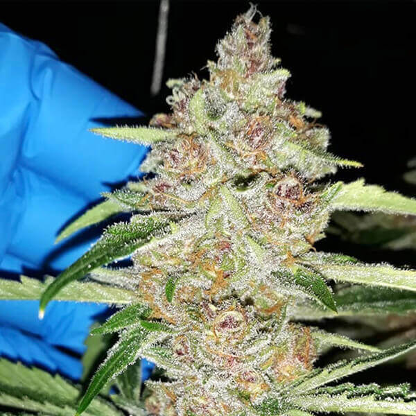 An image of Tropical Flame