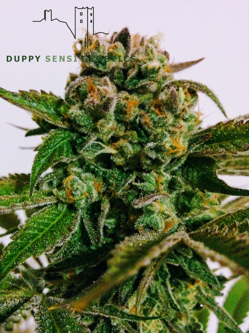 An image of Dosidos X Watermelon Zkittlez S5