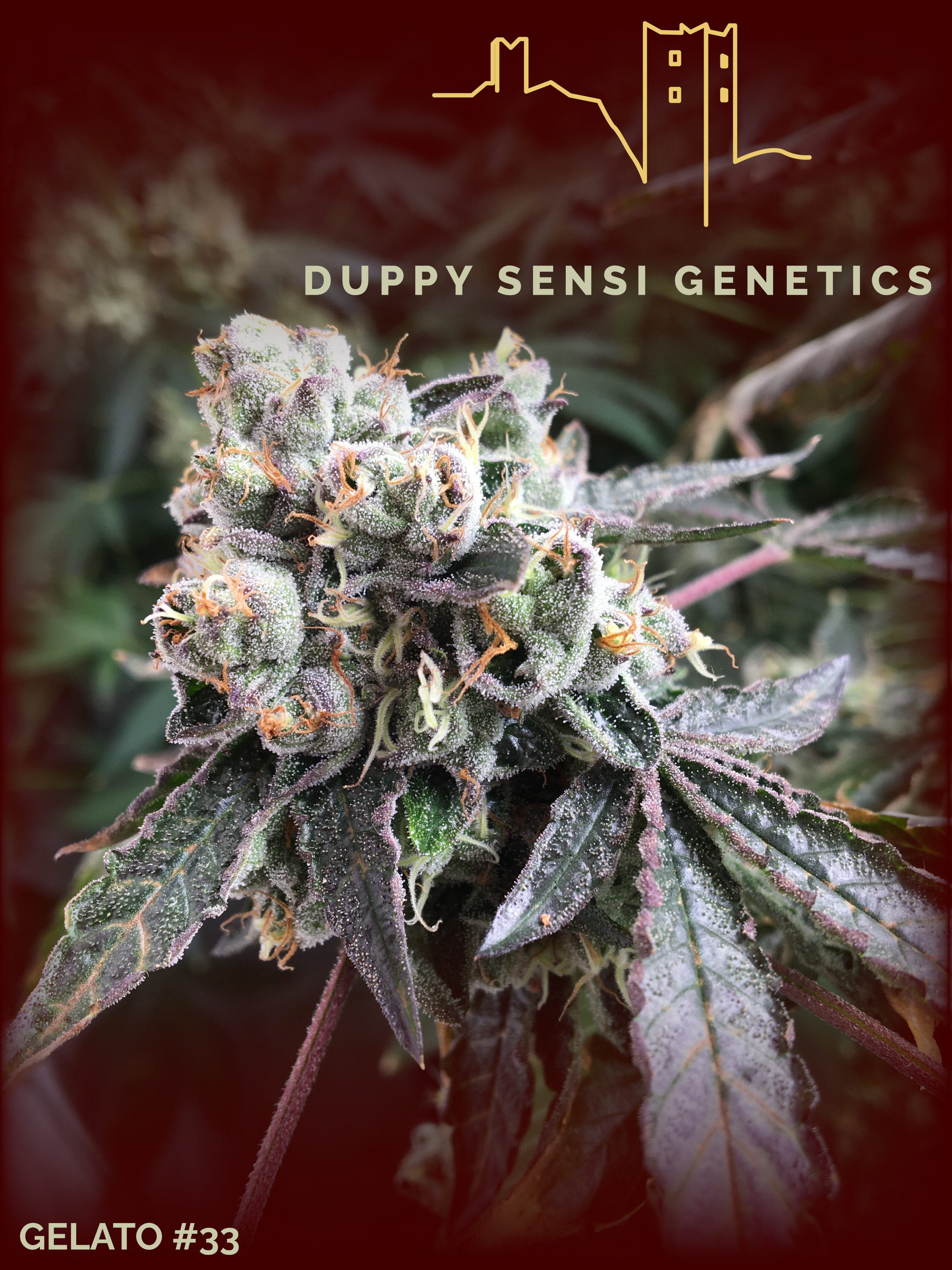 An image of Gelato 33  S5