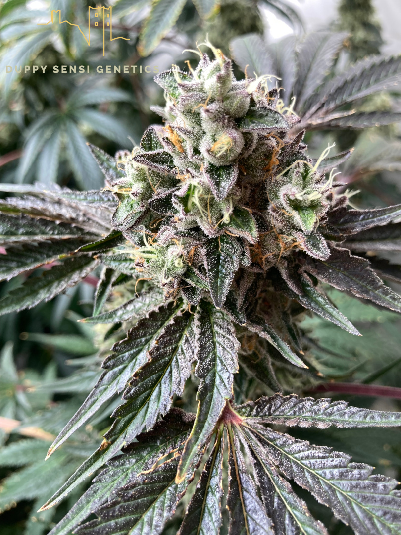 An image of Gorilla Breath S4