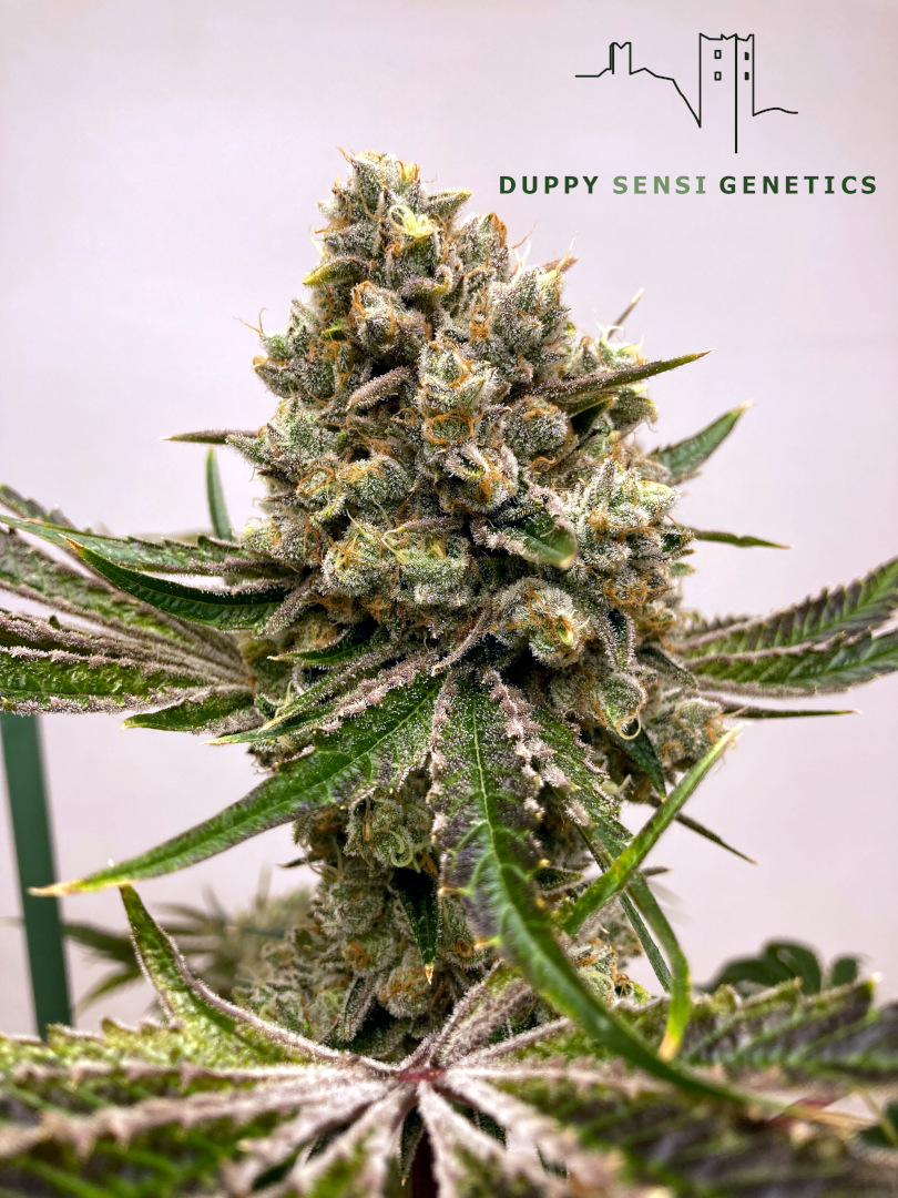 An image of Watermelon Zkittlez S5