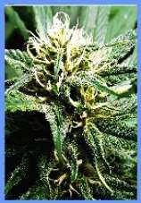An image of Hazy Daze