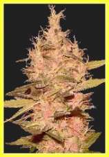 An image of Master Chronic