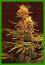 An image of Skunk Master