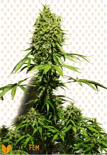 An image of Critical XL