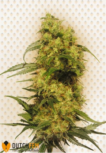 An image of Doctor Diesel