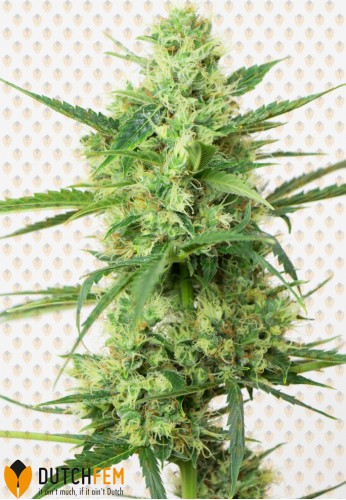 An image of Dutchfem Special
