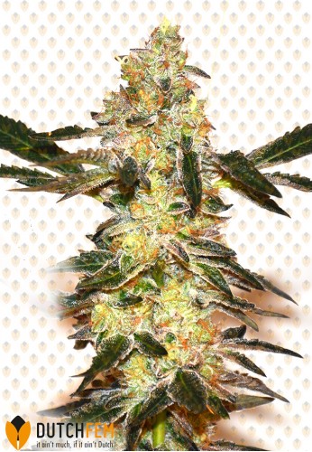 An image of Girl Scout Kush