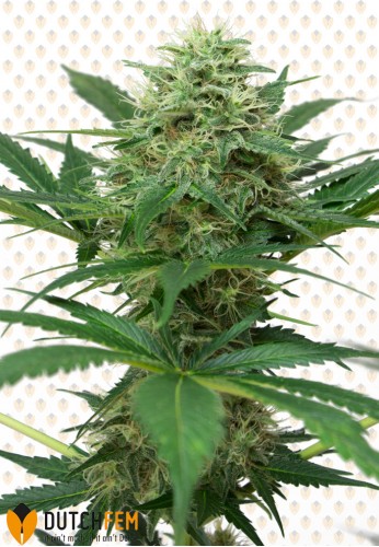An image of Lemon Skunk
