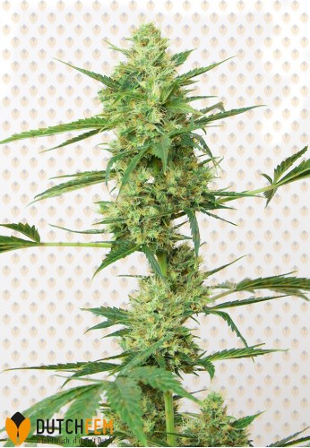 An image of Northern Light Special