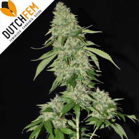 An image of OG Kush XL