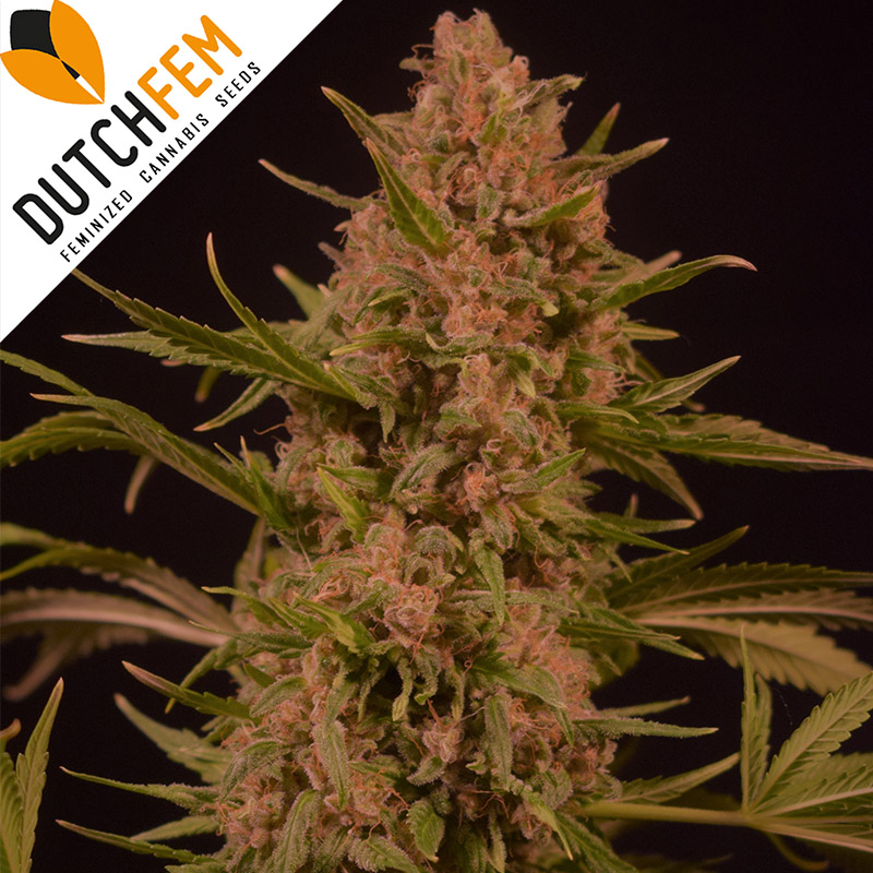 An image of Purple O.G. Kush
