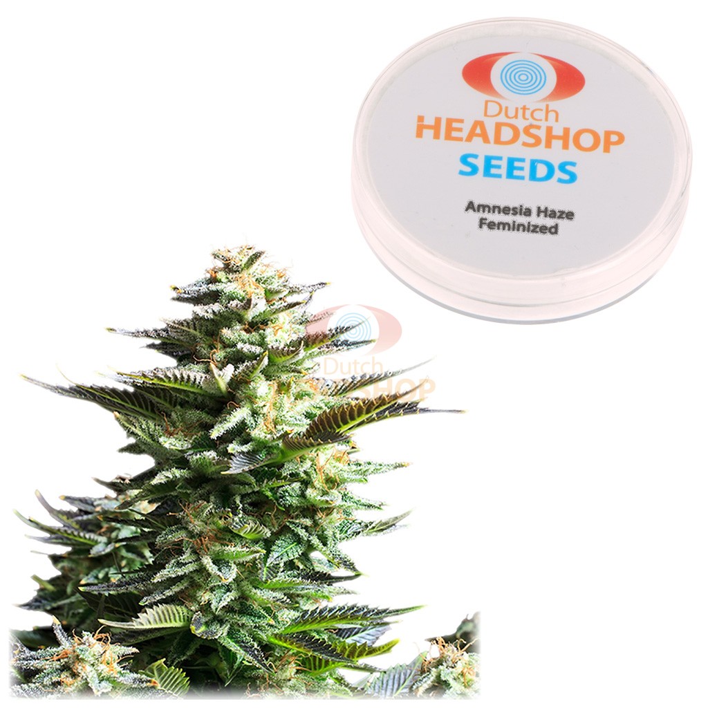 An image of Amnesia Haze