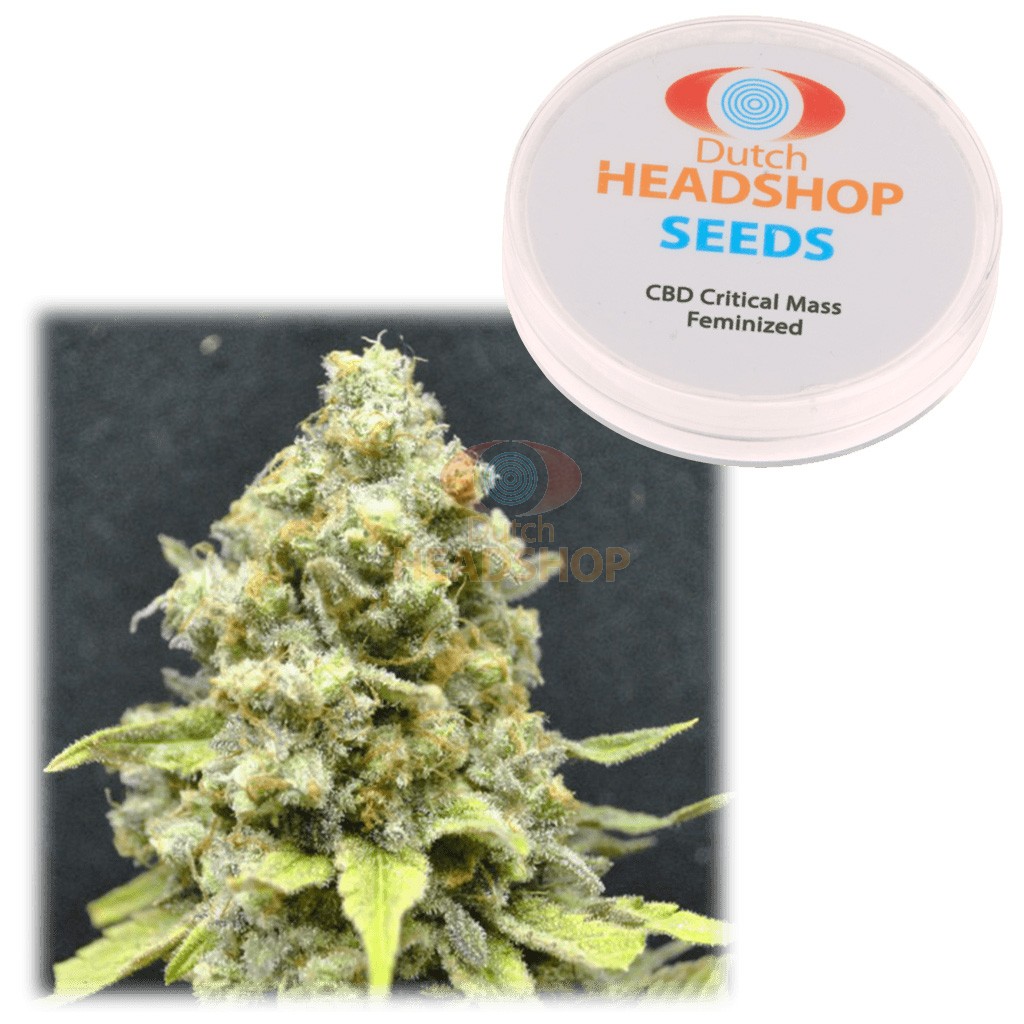An image of CBD Critical Mass