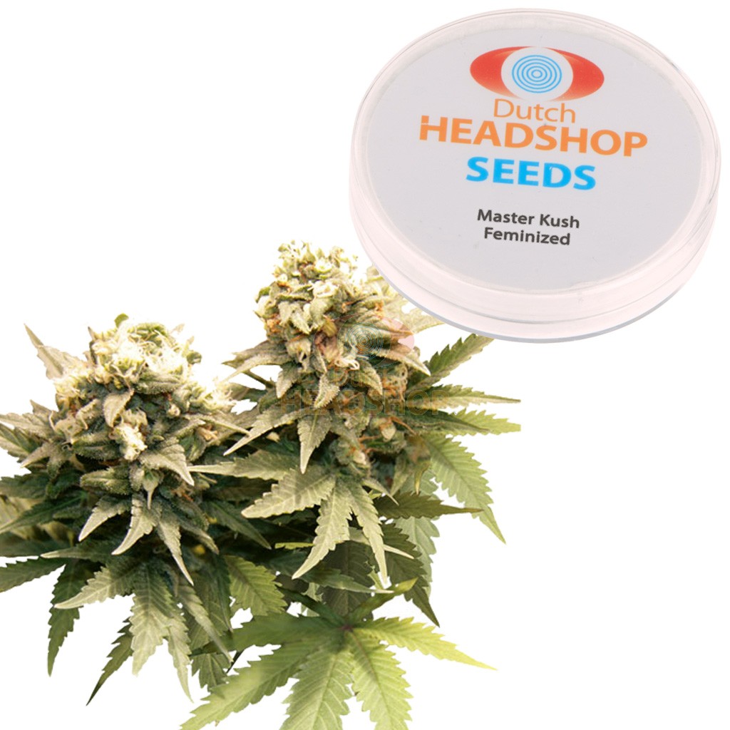An image of Master Kush