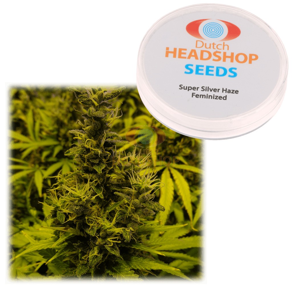 An image of Super Silver Haze