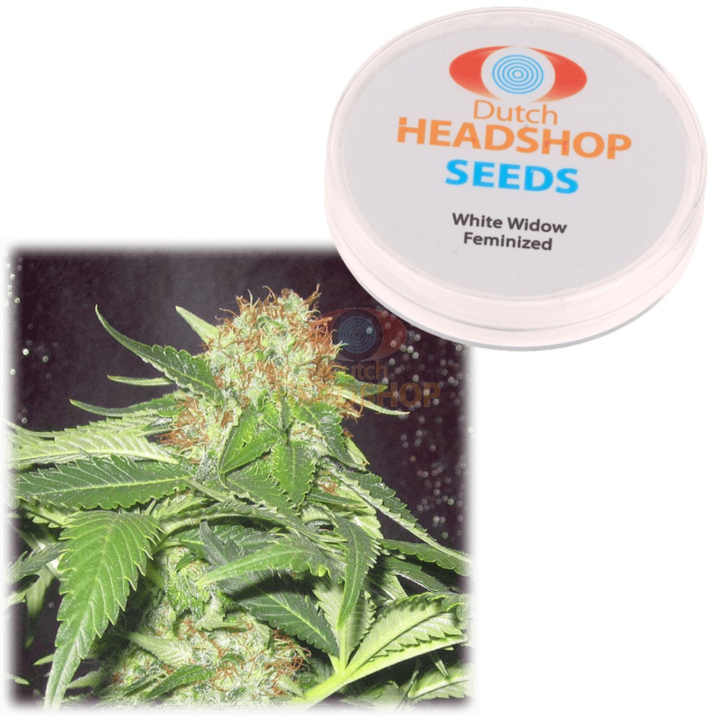 An image of White Widow