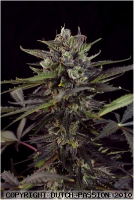 An image of AutoBlueberry