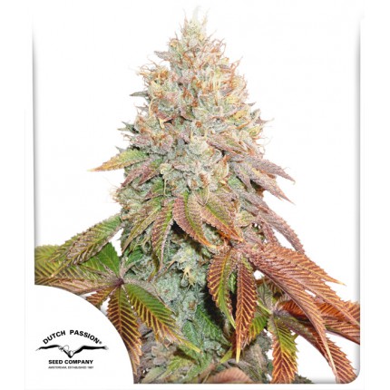 An image of Auto Banana Blaze