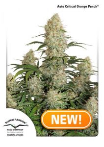 An image of Auto Critical Orange Punch