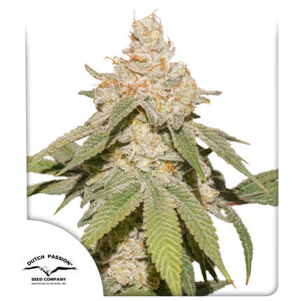 An image of Auto SFV OG