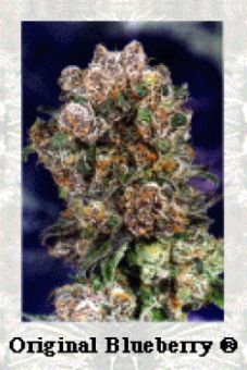 An image of Blueberry