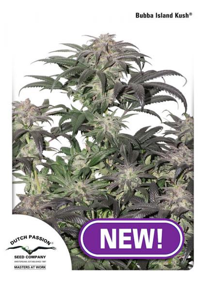 An image of Bubba Island Kush