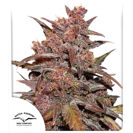 An image of CBD Auto Blackberry Kush