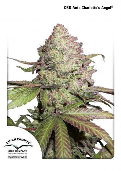 An image of CBD Auto Charlotte's Angel