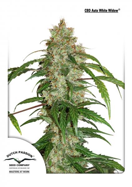 An image of CBD Auto White Widow