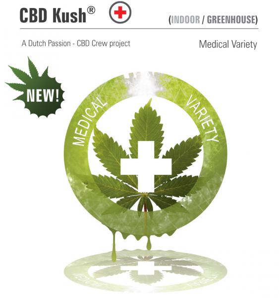 An image of CBD Kush