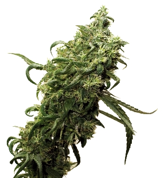 An image of Dark Delight