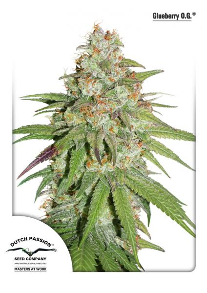 An image of Glueberry O.G.