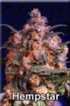 An image of Hempstar
