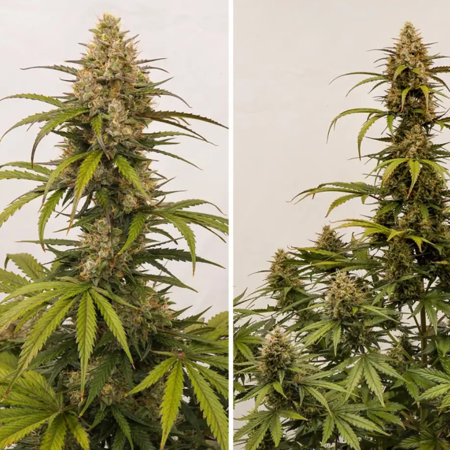 An image of Melonade Runtz Auto