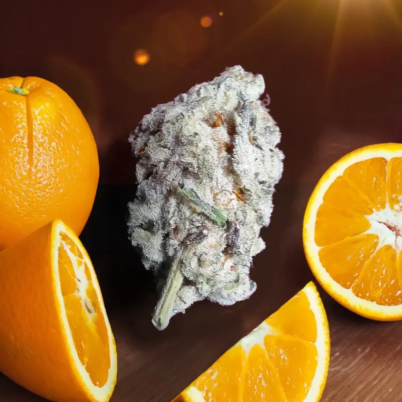 An image of Orange Bud 2.0