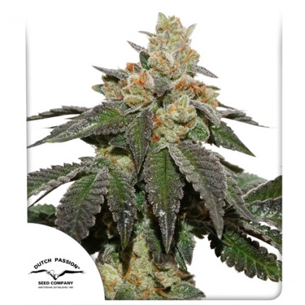 An image of Skydawg Soda