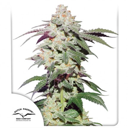 An image of Skywalker Haze