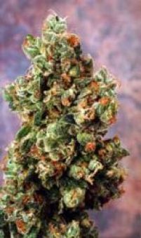 An image of Ultra Skunk
