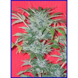 An image of Auto Dutch