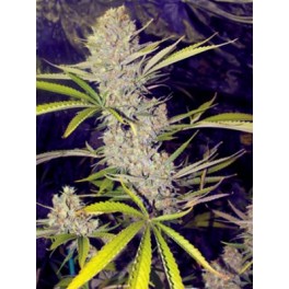 An image of Critical+ for White Widow