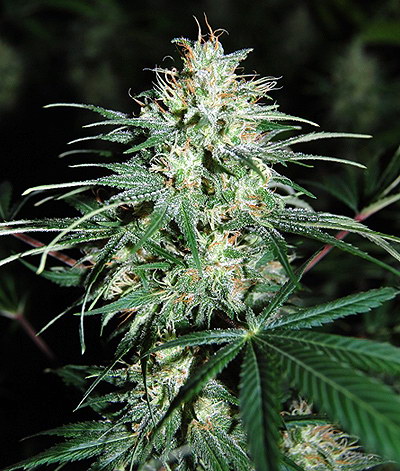 An image of Dark Widow