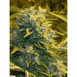 An image of Predator Auto