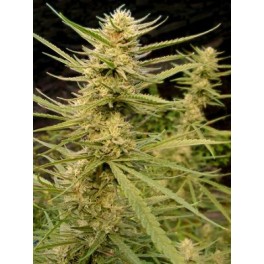 An image of Super Silver Haze for Critical+