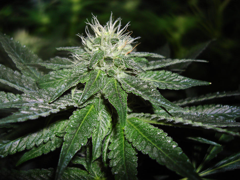 An image of Camelot Kush