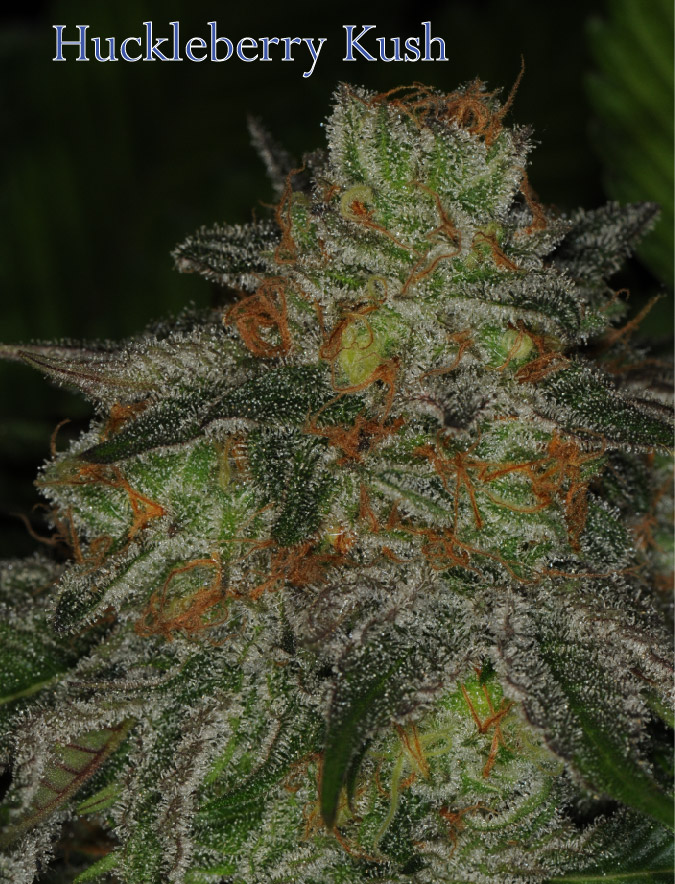 An image of Huckleberry Kush