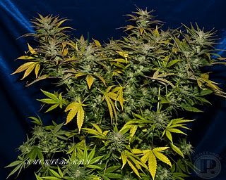 An image of Oregon Huckleberry